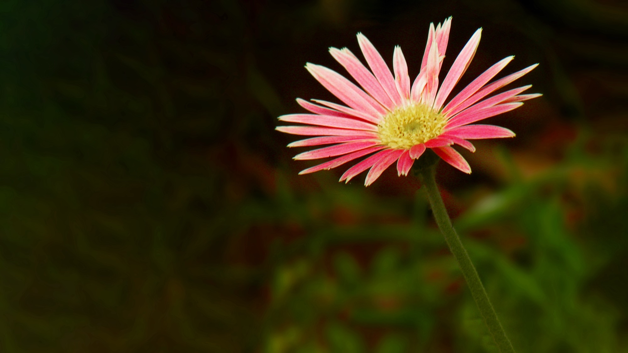 Gerbera